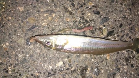 まさかキスが釣れるとは