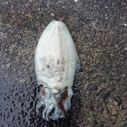 あおりんはどこ？？