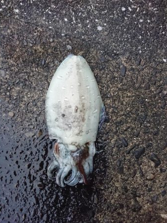 あおりんはどこ？？