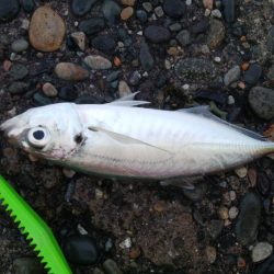 極寒のアジ釣りで2ケタ釣果