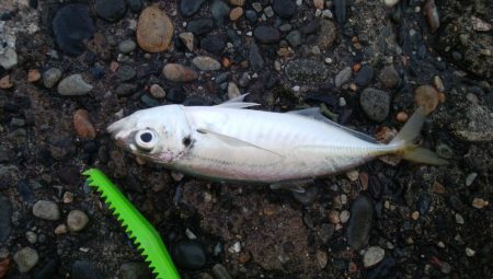 極寒のアジ釣りで2ケタ釣果