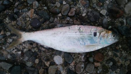 コノシロ混じりでアジ数釣り