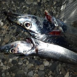 渋くなってきました