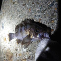 久しぶりのメバル