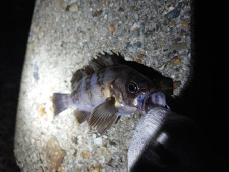 久しぶりのメバル