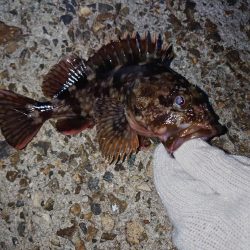 今日はガッシー