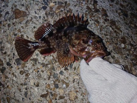 今日はガッシー