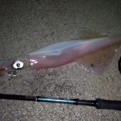 ヤリイカエギング