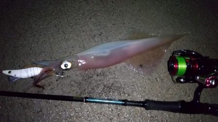 ヤリイカエギング