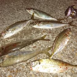 ナイトアジング