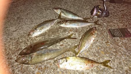 ナイトアジング