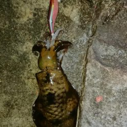 初釣り❗アオリイカ