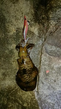 初釣り❗アオリイカ