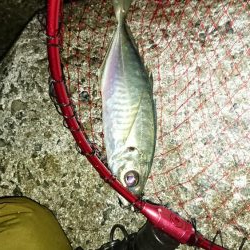 年明け初アジ❗