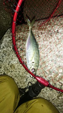 年明け初アジ❗