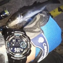 ぶらシーバス！！