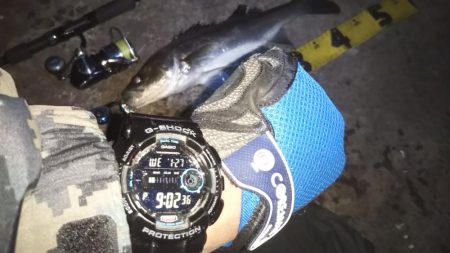 ぶらシーバス！！