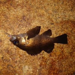 今年初釣り、ツ抜け