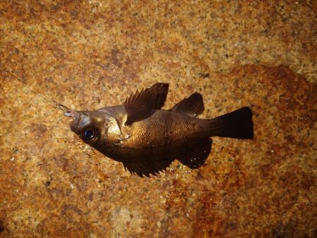 今年初釣り、ツ抜け
