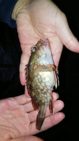 タチウオは何処へ？