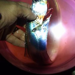 初釣りはやっぱりタチウオ。