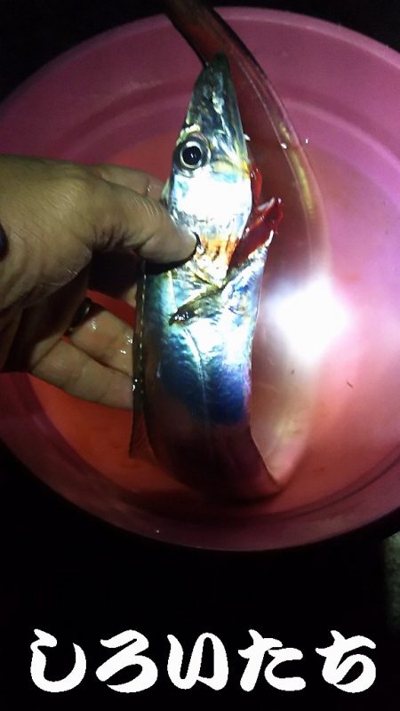 初釣りはやっぱりタチウオ。