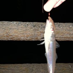 カレイ釣りのはずが…