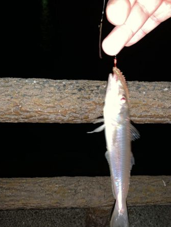 カレイ釣りのはずが…