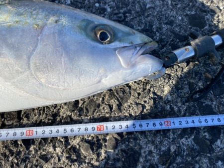 ヘッポコジャークのポッパーでブリ！