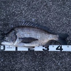 イチノ兄弟、釣果！