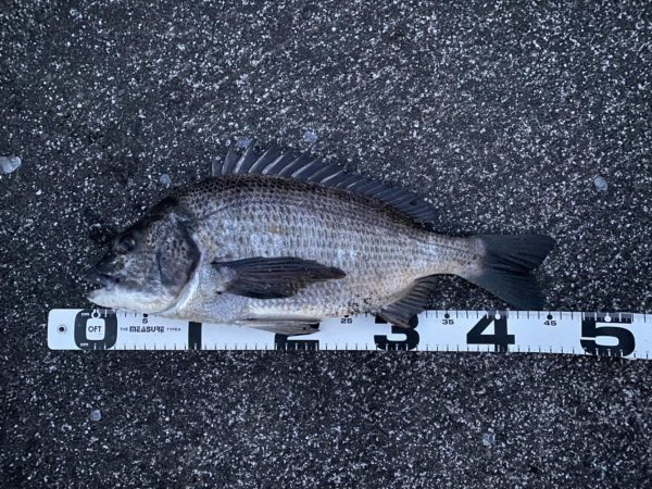 イチノ兄弟、釣果！