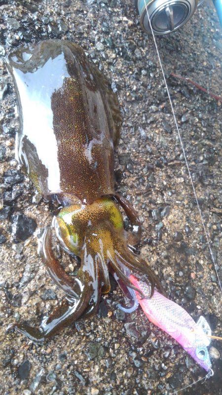 初詣(海)釣行❗