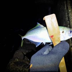 サイズが出ないなあ