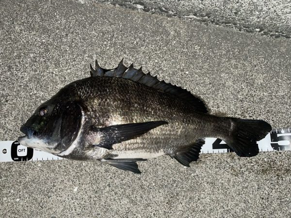 イチノ兄弟、釣果！