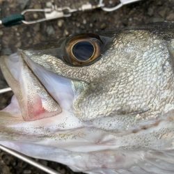 オリジナルベイト