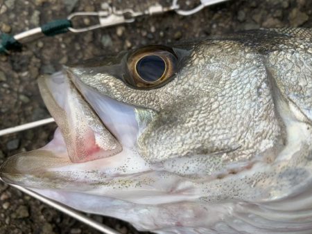 オリジナルベイト