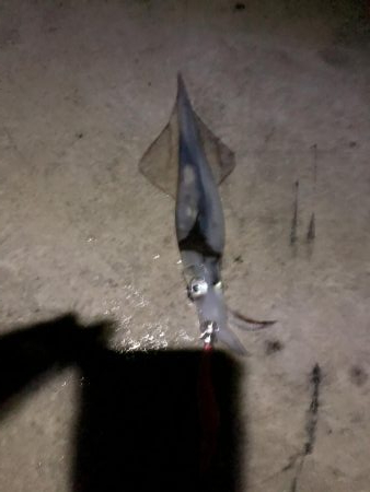 渋い感じでしたが…