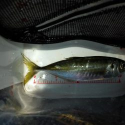 久々のアジング