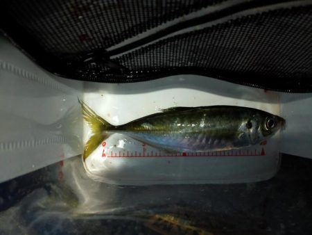 久々のアジング