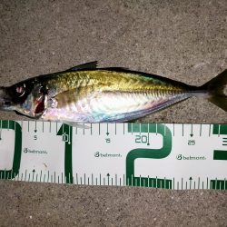 久しぶりの尺アジ