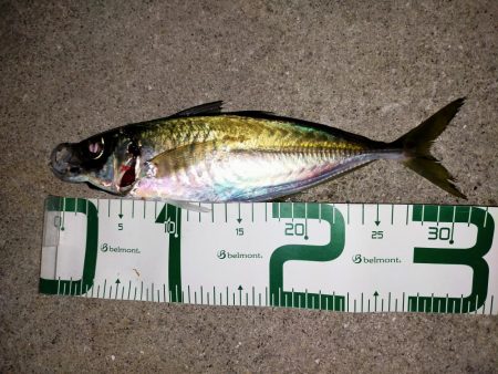 久しぶりの尺アジ