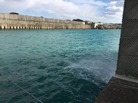 マハタ 芳養内堤防