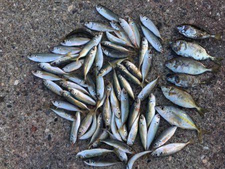 アジ61匹、アイゴ18匹、シマアジ1匹