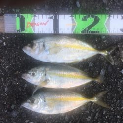 アジ爆釣り160匹、シマアジ3匹、アイゴ4匹、メッキ1匹