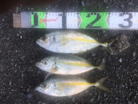 アジ爆釣り160匹、シマアジ3匹、アイゴ4匹、メッキ1匹