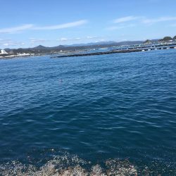 ヒラメ65㎝ゲット！　アジ126匹