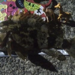 釣りデビュー 39日目