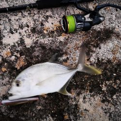 今年の初物釣れました