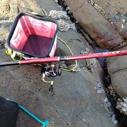 フカセ‥尾長グレ