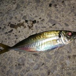 アジがメバルへ